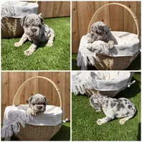 Koda, a male French Bulldog for sale in Denton, TX – Photo 4 of 10