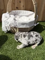 Koda, a male French Bulldog for sale in Denton, TX – Photo 9 of 10