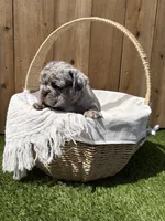 Koda, a male French Bulldog for sale in Denton, TX – Photo 7 of 10