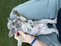 Koda, a male French Bulldog for sale in Denton, TX – Photo 10 of 10