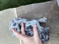 Koda, a male French Bulldog for sale in Denton, TX – Photo 6 of 10