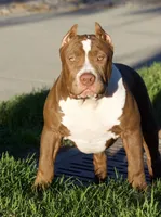 Hunny , a female American Bully for sale in Highland, CA – 5 of 7
