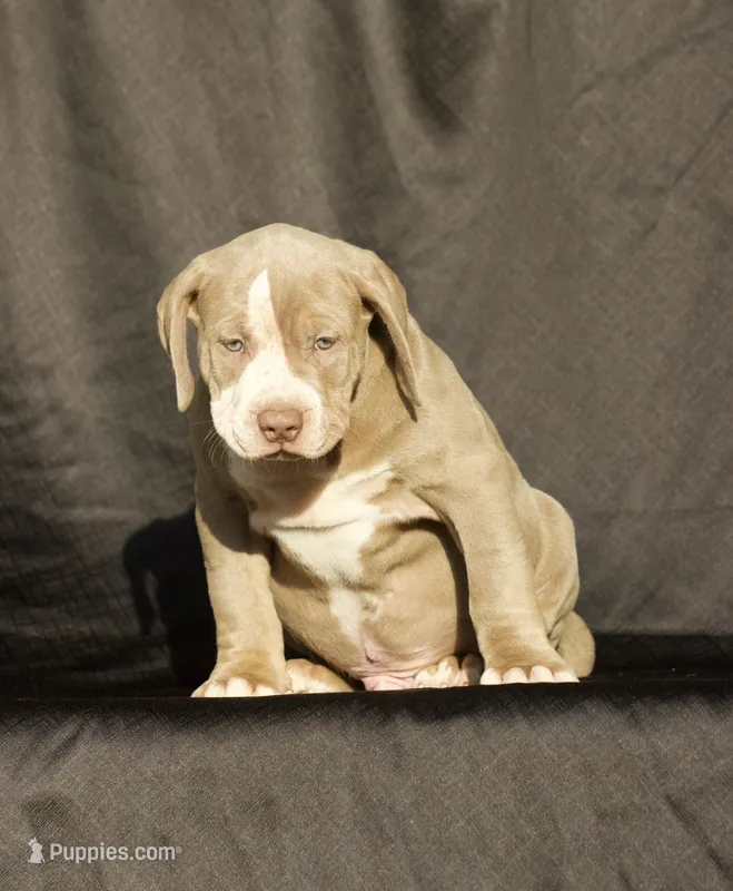 Handsome  – American Bully puppy for sale in Highland, CA