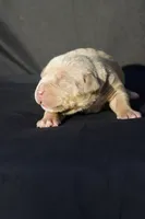Pink collar , a female American Bully for sale in Highland, CA – 7 of 8