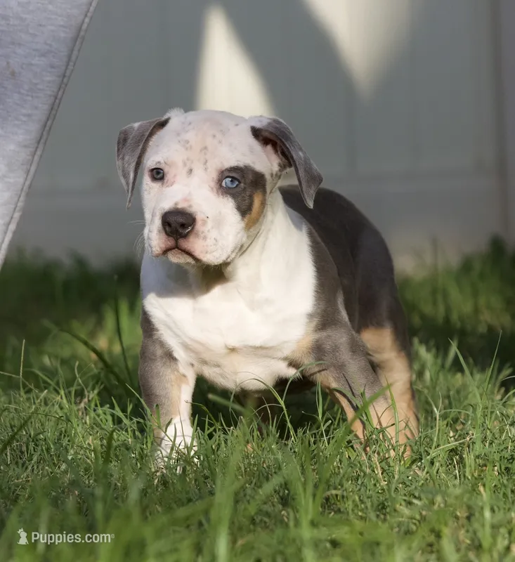 Spot  – American Bully puppy for sale in Highland, CA