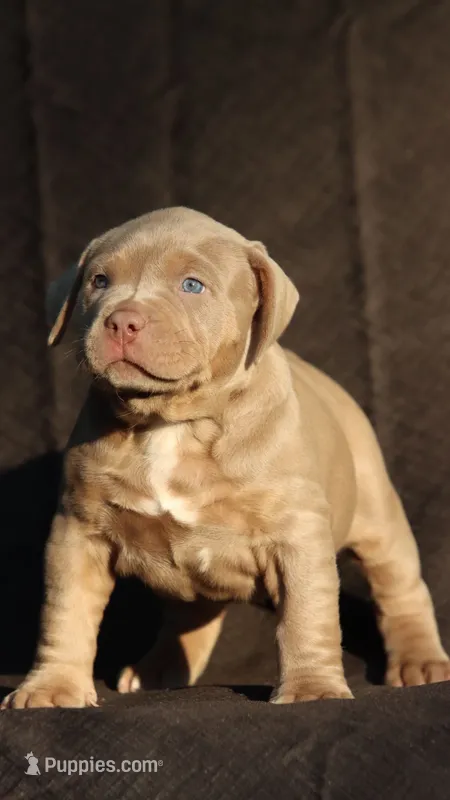 Light blue collar  – American Bully puppy for sale in Highland, CA