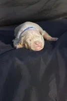 Dark blue collar, a male American Bully for sale in Highland, CA – 4 of 5