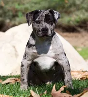 Handsome 2, a male American Bully for sale in Highland, CA – Photo 5 of 5