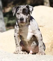 Handsome 2, a male American Bully for sale in Highland, CA – Photo 1 of 5