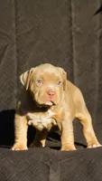 Pink collar , a female American Bully for sale in Highland, CA – 2 of 4