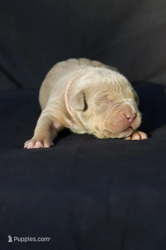 Pink collar  – American Bully puppy for sale in Highland, CA