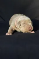 Pink collar , a female American Bully for sale in Highland, CA – 1 of 8