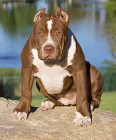 Hunny , a female American Bully for sale in Highland, CA – 4 of 7