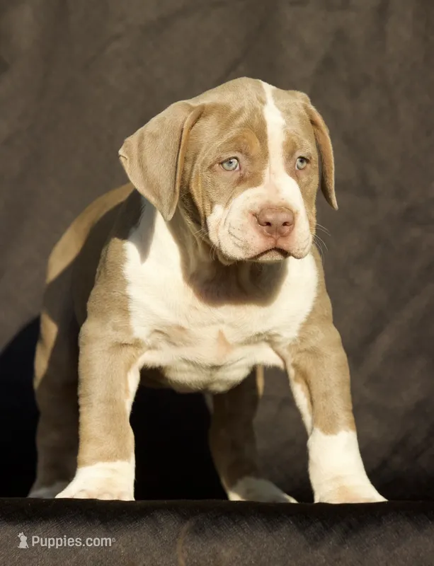 Yellow collar  – American Bully puppy for sale in Highland, CA
