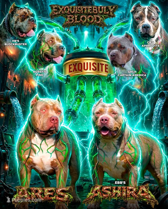 Puppies – American Bully puppy for sale in Highland, CA