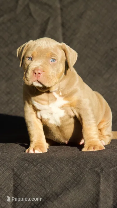 Pink collar  – American Bully puppy for sale in Highland, CA