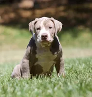 Big boy , a male American Bully for sale in Highland, CA – 2 of 4
