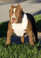 Hunny , a female American Bully for sale in Highland, CA – 1 of 7