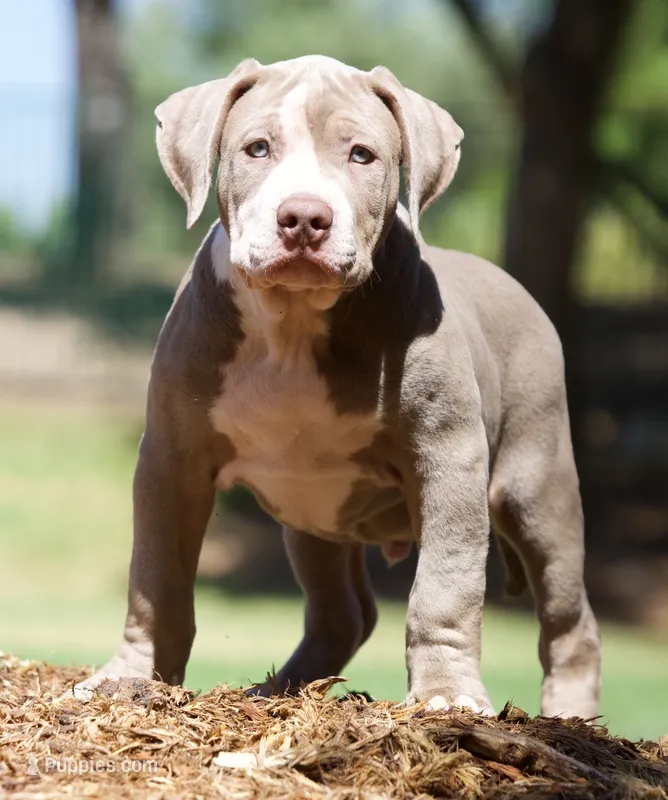 Big boy  – American Bully puppy for sale in Highland, CA