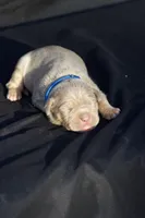 Dark blue collar, a male American Bully for sale in Highland, CA – 2 of 5