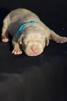Light blue collar , a male American Bully for sale in Highland, CA – 2 of 4