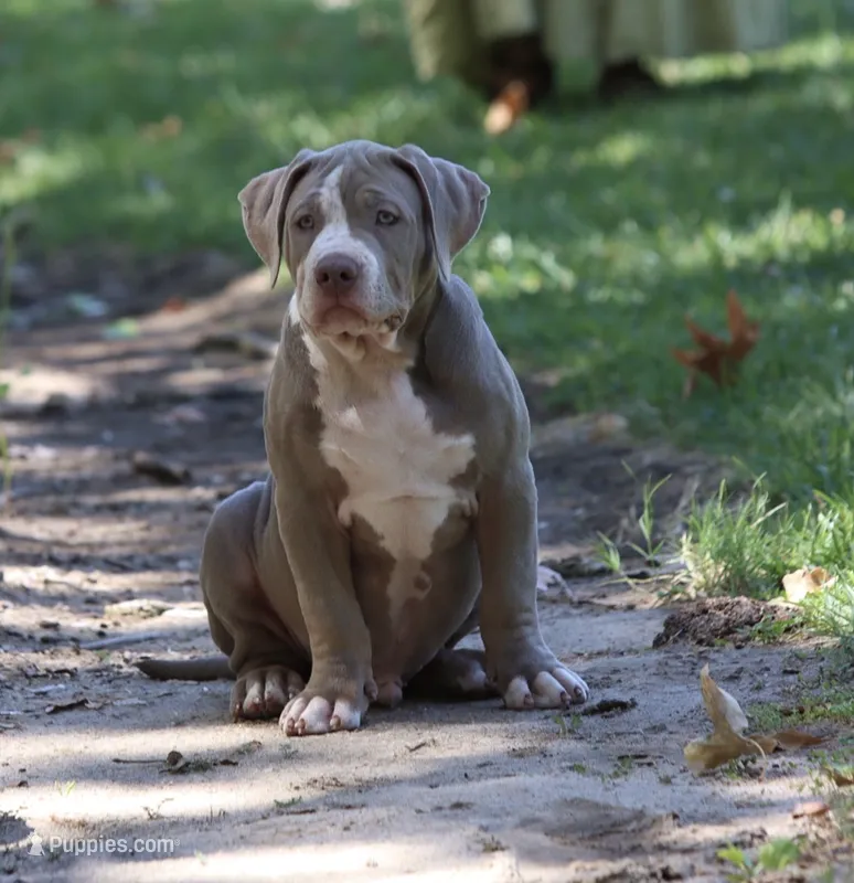 Big boy  – American Bully puppy for sale in Highland, CA