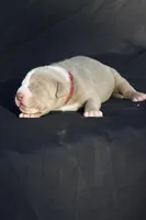 Red collar , a male American Bully for sale in Highland, CA – 3 of 7