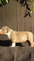 Green collar, a female American Bully for sale in Highland, CA – 5 of 5