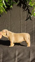 Pink collar , a female American Bully for sale in Highland, CA – 3 of 4