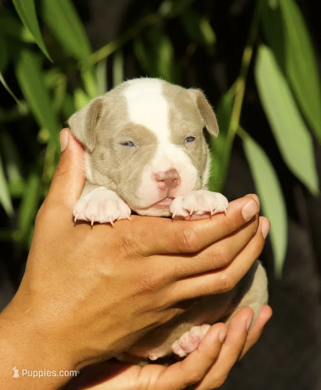 Green collar – American Bully puppy for sale in Highland, CA