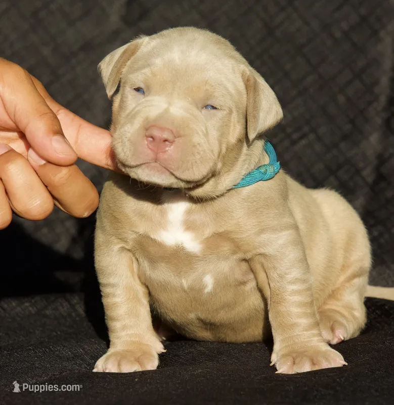 Light blue collar  – American Bully puppy for sale in Highland, CA