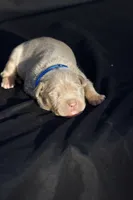 Dark blue collar, a male American Bully for sale in Highland, CA – 1 of 5