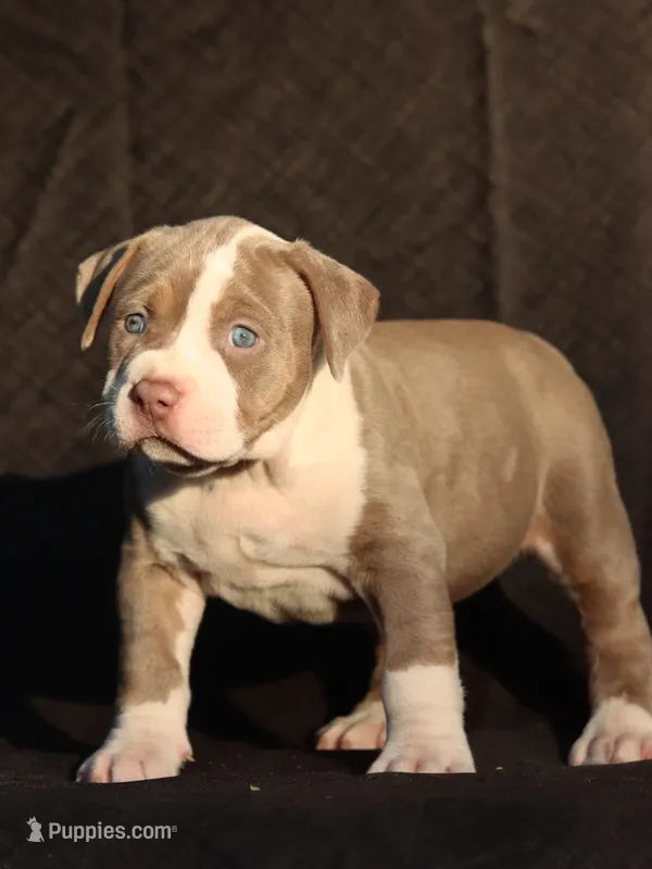 Yellow collar  – American Bully puppy for sale in Highland, CA