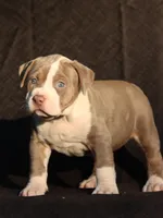 Yellow collar , a female American Bully for sale in Highland, CA – 1 of 2