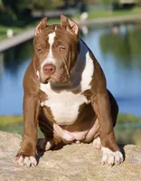 Hunny , a female American Bully for sale in Highland, CA – 7 of 7