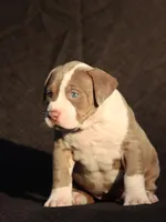 Yellow collar , a female American Bully for sale in Highland, CA – 2 of 2