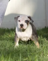 Spot , a male American Bully for sale in Highland, CA – 5 of 5
