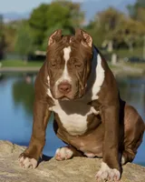 Hunny , a female American Bully for sale in Highland, CA – 2 of 7