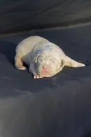 Light blue collar , a male American Bully for sale in Highland, CA – 3 of 4