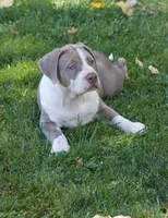 Gorgeous, a female American Bully for sale in Highland, CA – 6 of 6
