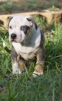 Spot , a male American Bully for sale in Highland, CA – 2 of 5