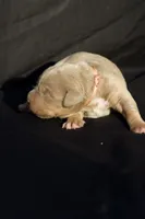 Pink collar , a female American Bully for sale in Highland, CA – 4 of 8
