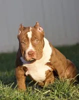 Honey , a female American Bully for sale in Highland, CA – 5 of 5