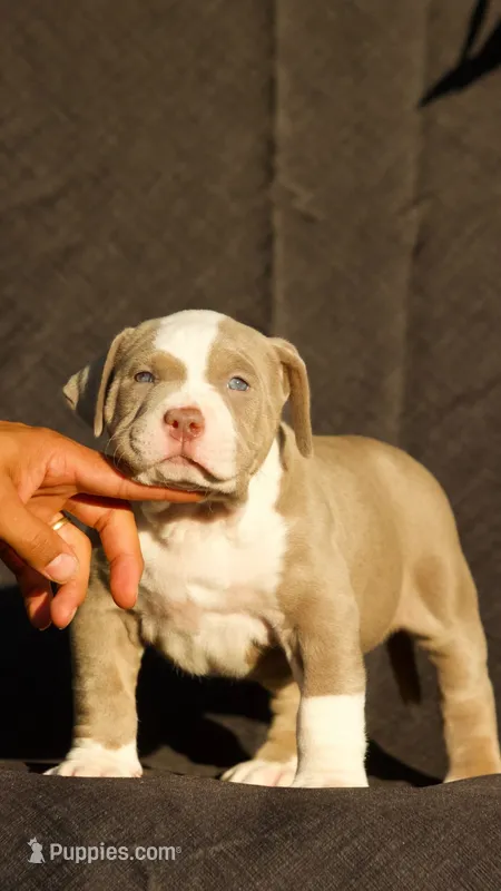 Green collar – American Bully puppy for sale in Highland, CA