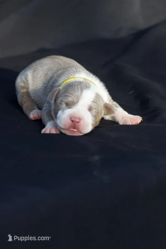 Yellow collar  – American Bully puppy for sale in Highland, CA
