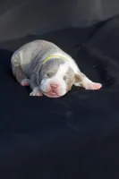 Yellow collar , a female American Bully for sale in Highland, CA – 1 of 3