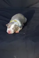 Yellow collar , a female American Bully for sale in Highland, CA – 2 of 3