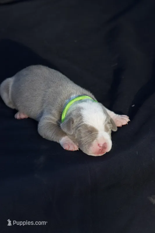 Green collar – American Bully puppy for sale in Highland, CA