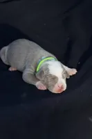 Green collar, a female American Bully for sale in Highland, CA – 1 of 4