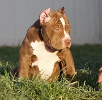 Honey , a female American Bully for sale in Highland, CA – 2 of 5